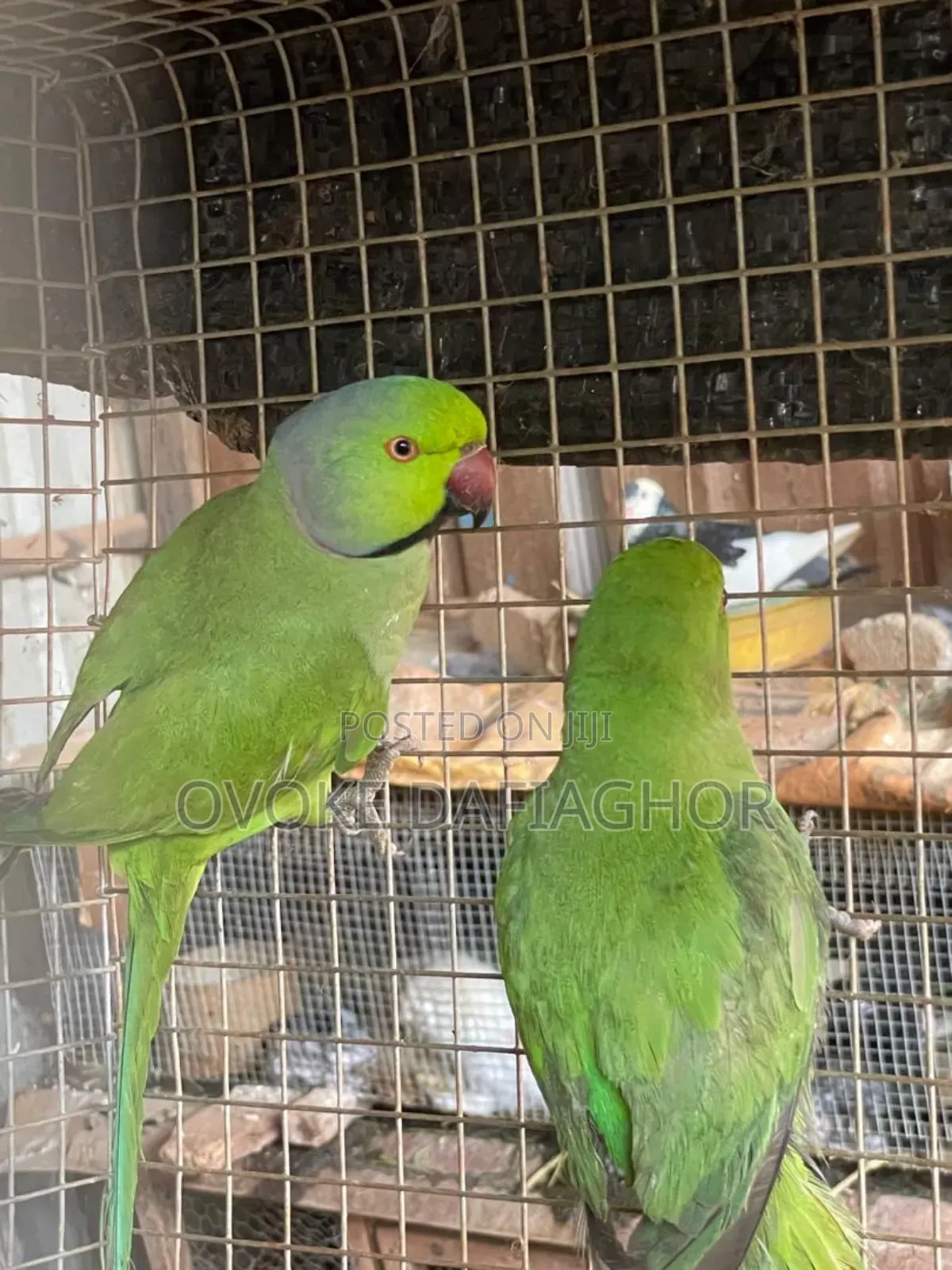 Pet Parrots