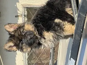 1-3 months Female Purebred German Shepherd