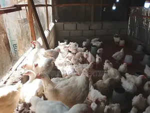 Live Chicken for Sale