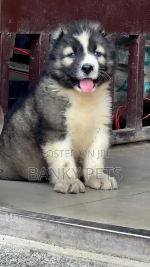 Male Purebred Caucasian Shepherd