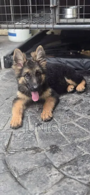 1-3 months Male Purebred German Shepherd