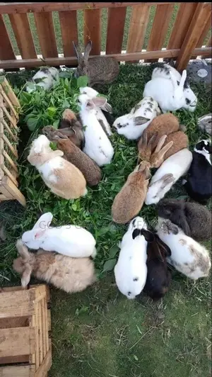 Rabbits (Weaners, Growers and Adults of All Breeds)