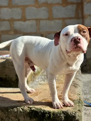 1+ year Male Purebred American Pit Bull Terrier