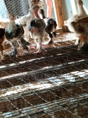 Brahma Chicks