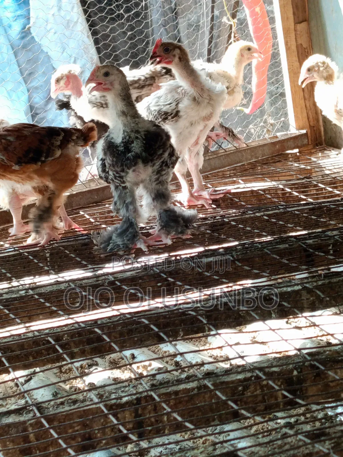 Brahma Chicks