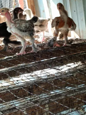 Brahma Chicks