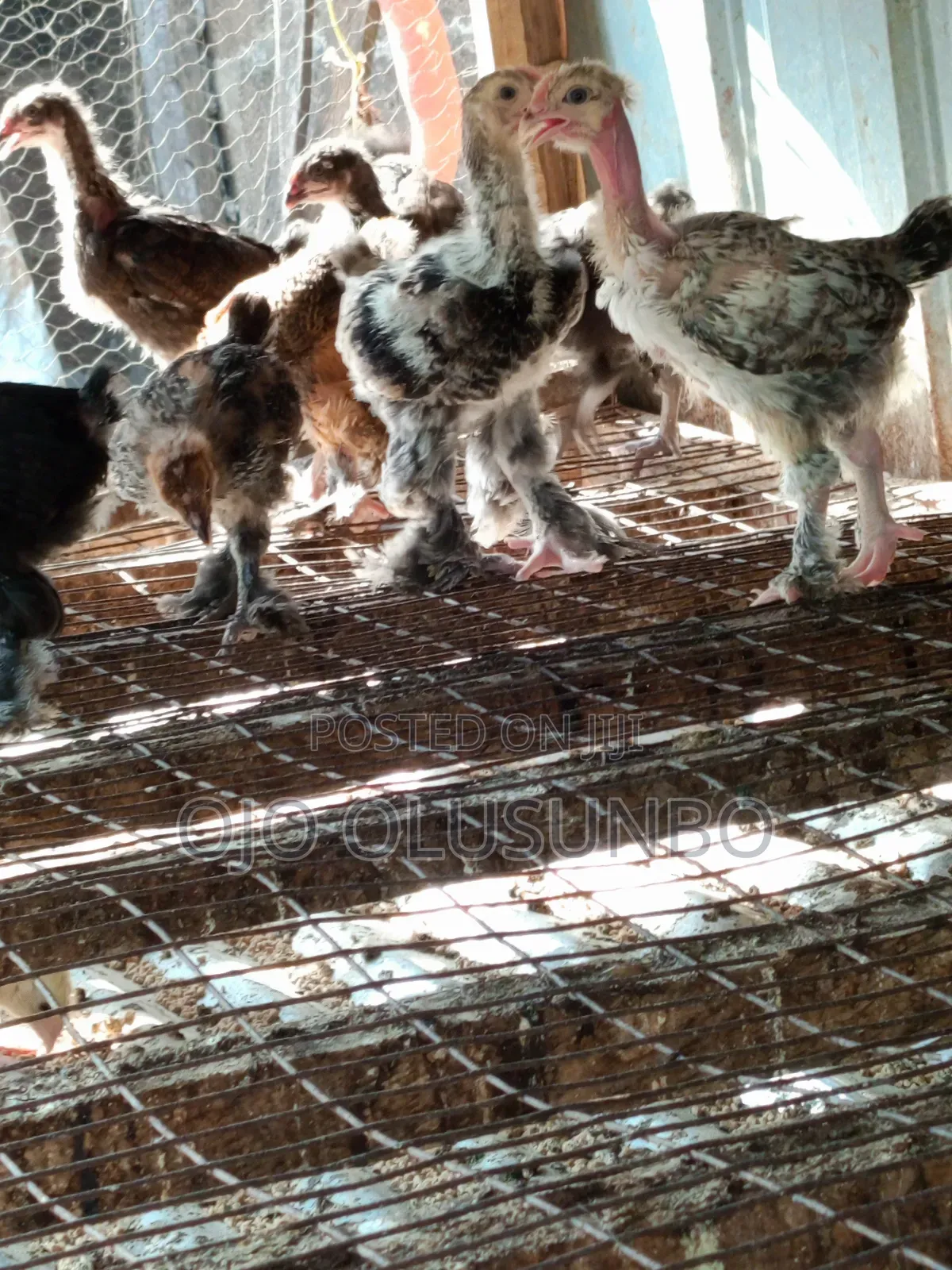 Brahma Chicks