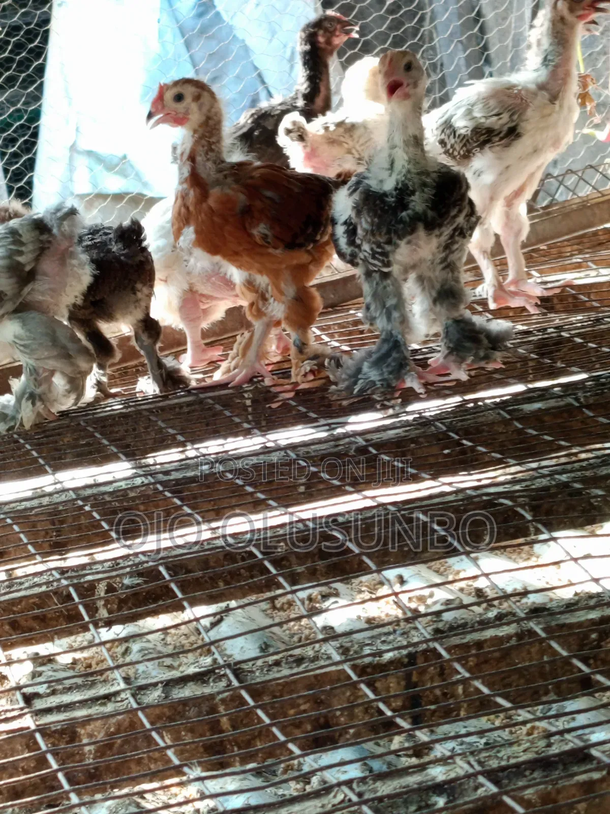 Brahma Chicks