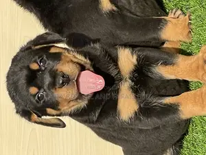 1-3 months Female Purebred Rottweiler
