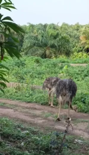 Adult Ostrich Available as Seen for Sale