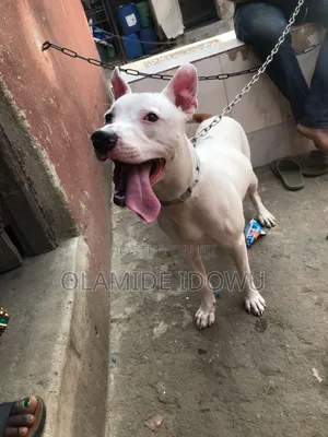 1+ year Male Mixed Breed American Pit Bull Terrier