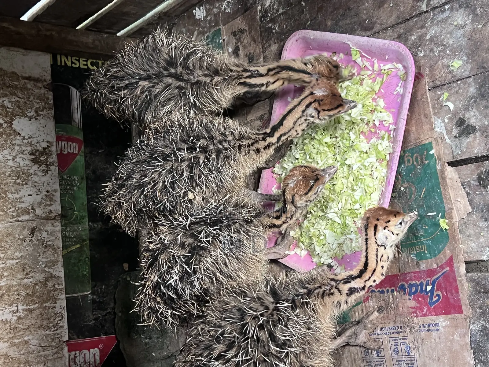 Young Ostrich