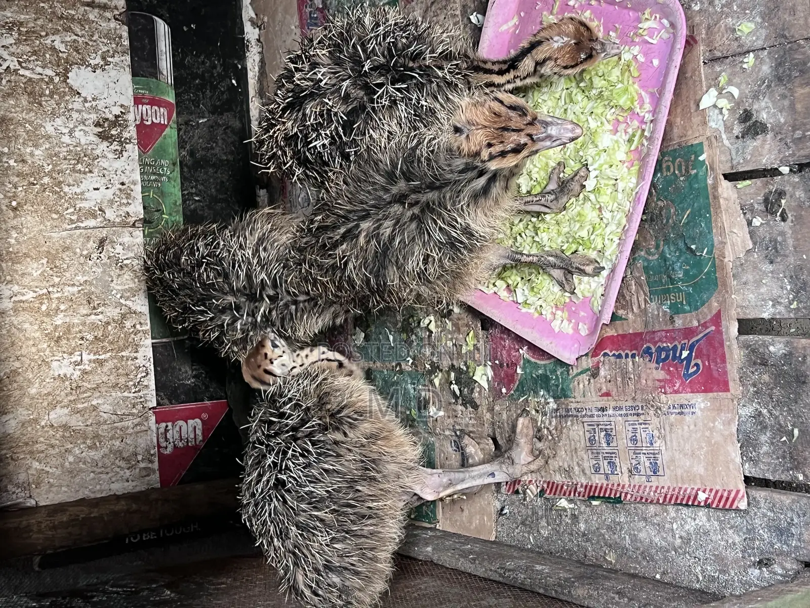 Young Ostrich