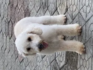 6-12 months Male Purebred Poodle