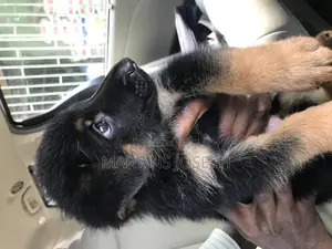 0-1 month Female Purebred German Shepherd