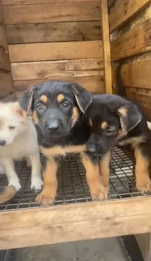 1-3 months Male Purebred German Shepherd