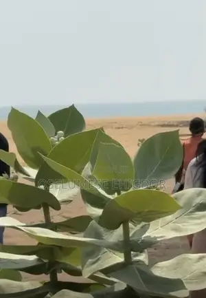 Beach Land for Sale