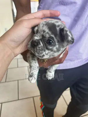 1-3 months Female Purebred French Bulldog