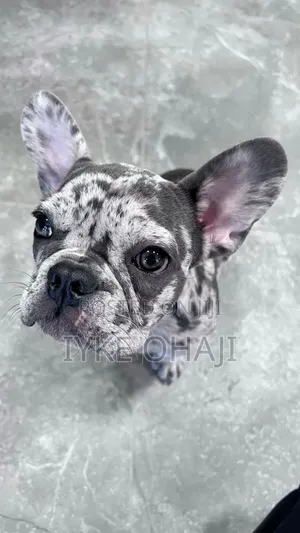 1-3 months Female Purebred French Bulldog