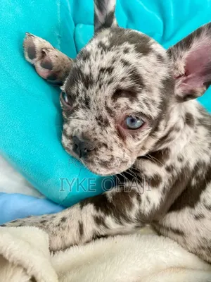 1-3 months Male Purebred French Bulldog