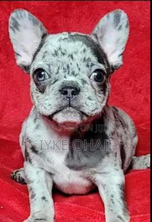 1-3 months Male Purebred French Bulldog