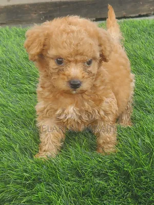 1-3 months Female Purebred Poodle