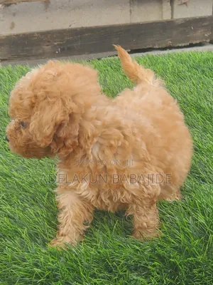 1-3 months Female Purebred Poodle