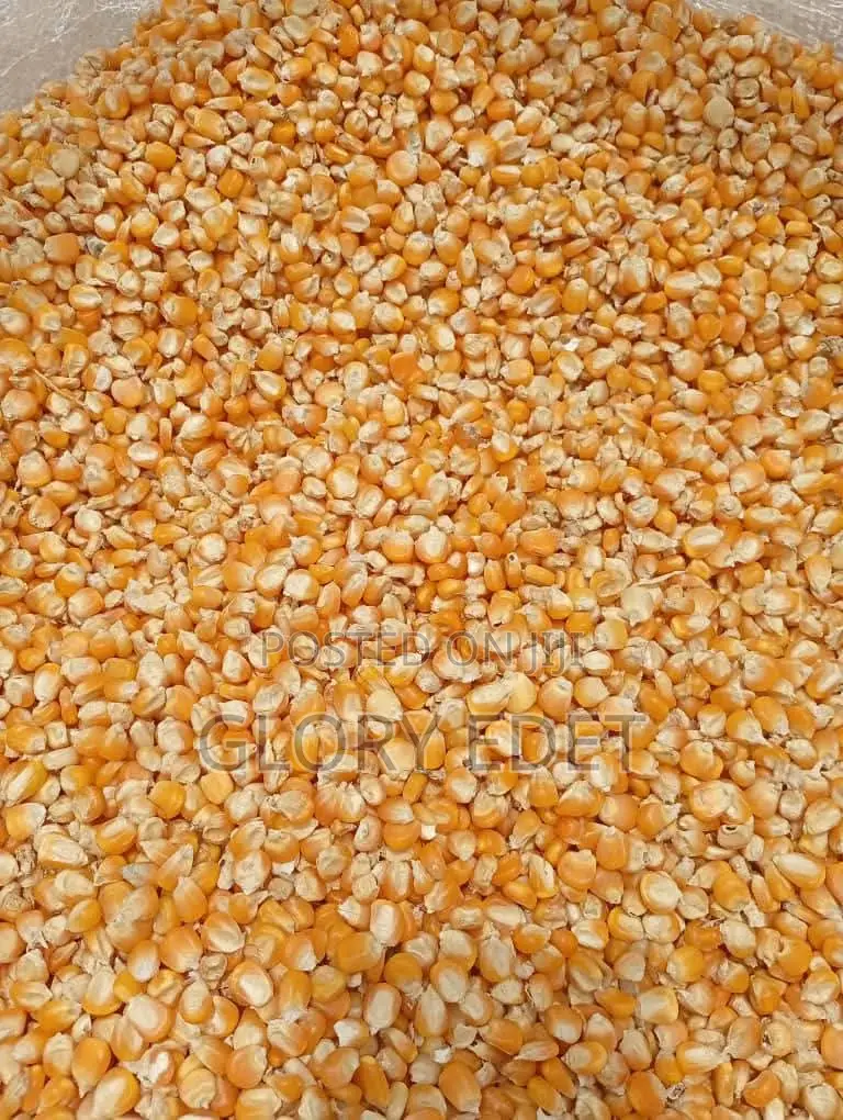 Maize Available