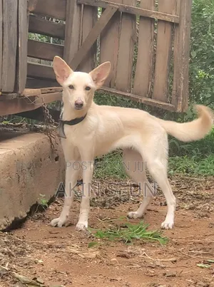 1+ year Female Purebred German Shepherd