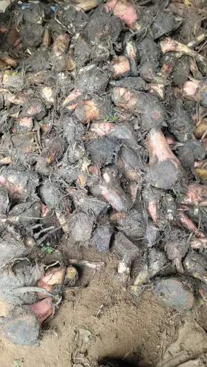 Plantain Suckers