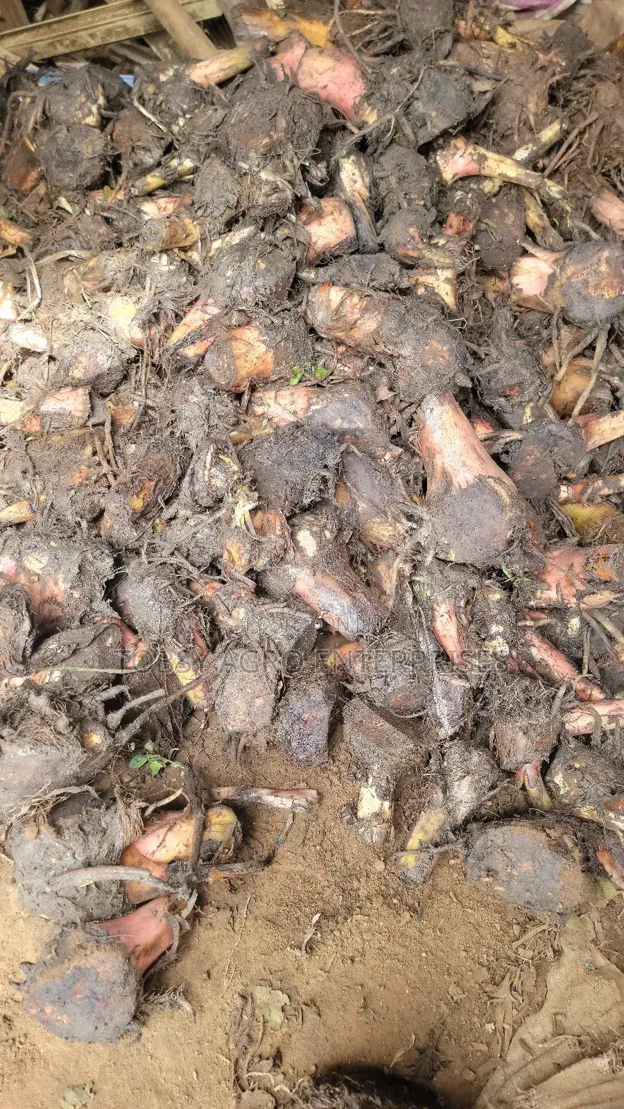 Plantain Suckers