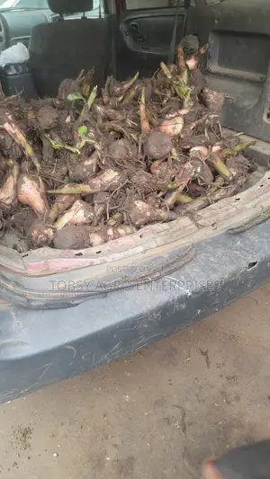 Plantain Suckers