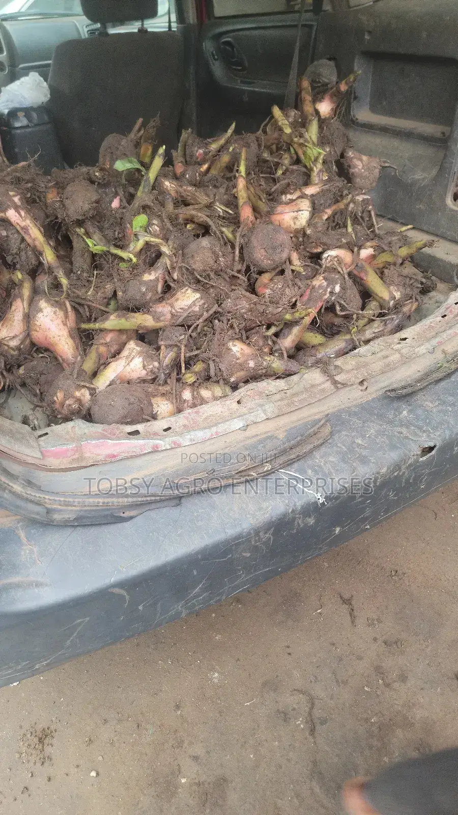 Plantain Suckers