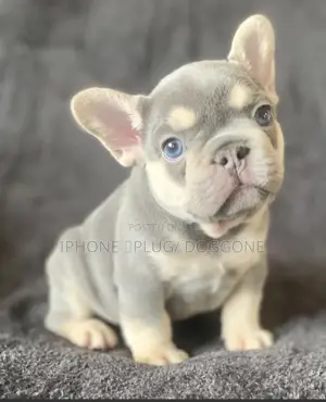 1-3 months Male Purebred French Bulldog