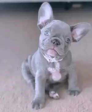 1-3 months Female Purebred French Bulldog