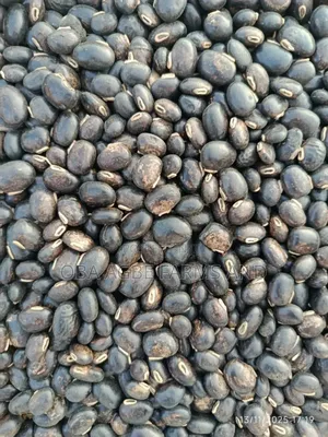 Mucuna (Velvet Beans) Cowhage, Horse-Eye Bean, Picapica