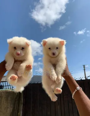 1-3 months Female Purebred American Eskimo