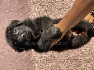 1-3 months Male Purebred German Shepherd