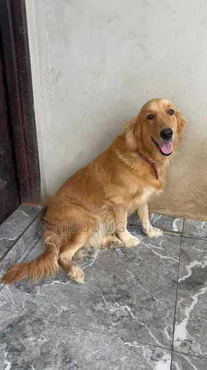 1+ year Female Purebred Golden Retriever