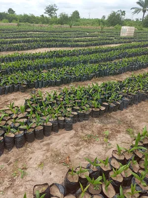 Palmrich Farm Estate Ewekoro Ogun State