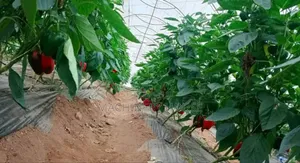 Green House Construction