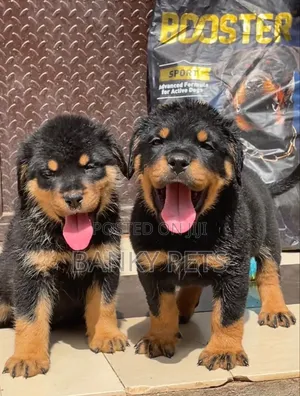 1-3 months Female Purebred Rottweiler