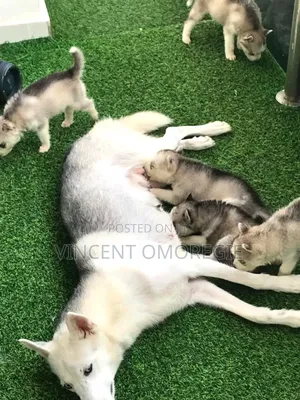 1-3 months Female Purebred Siberian Husky