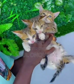 1-3 months Female Purebred American Shorthair