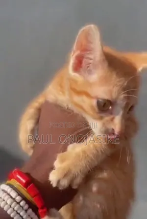 1-3 months Female Purebred American Shorthair