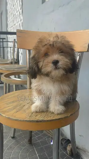 3-6 months Male Purebred Lhasa Apso
