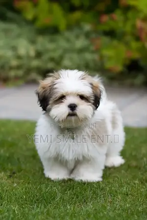 1-3 months Male Purebred Lhasa Apso