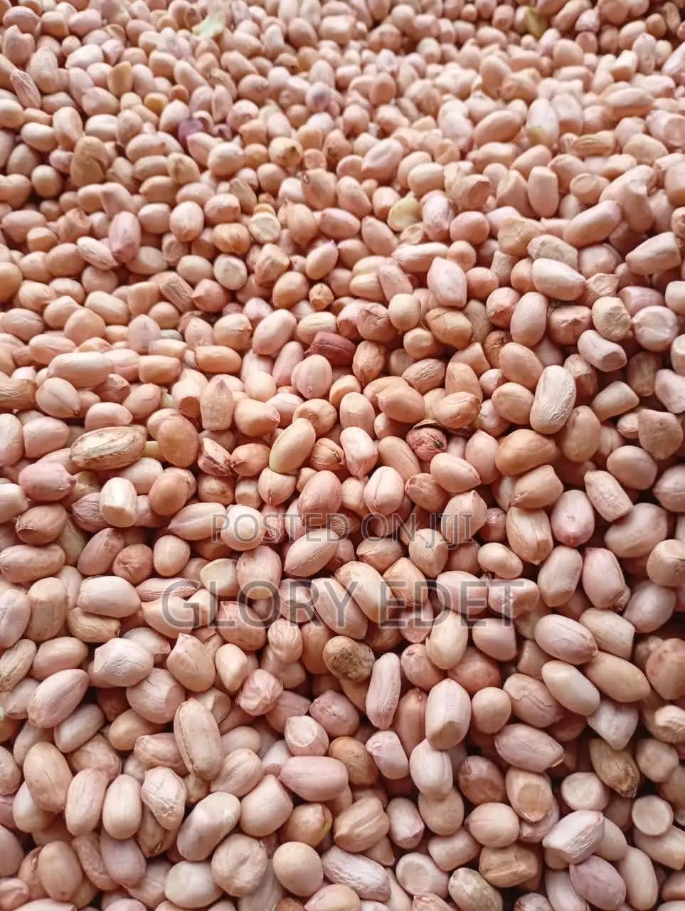 Peanut Groundnut