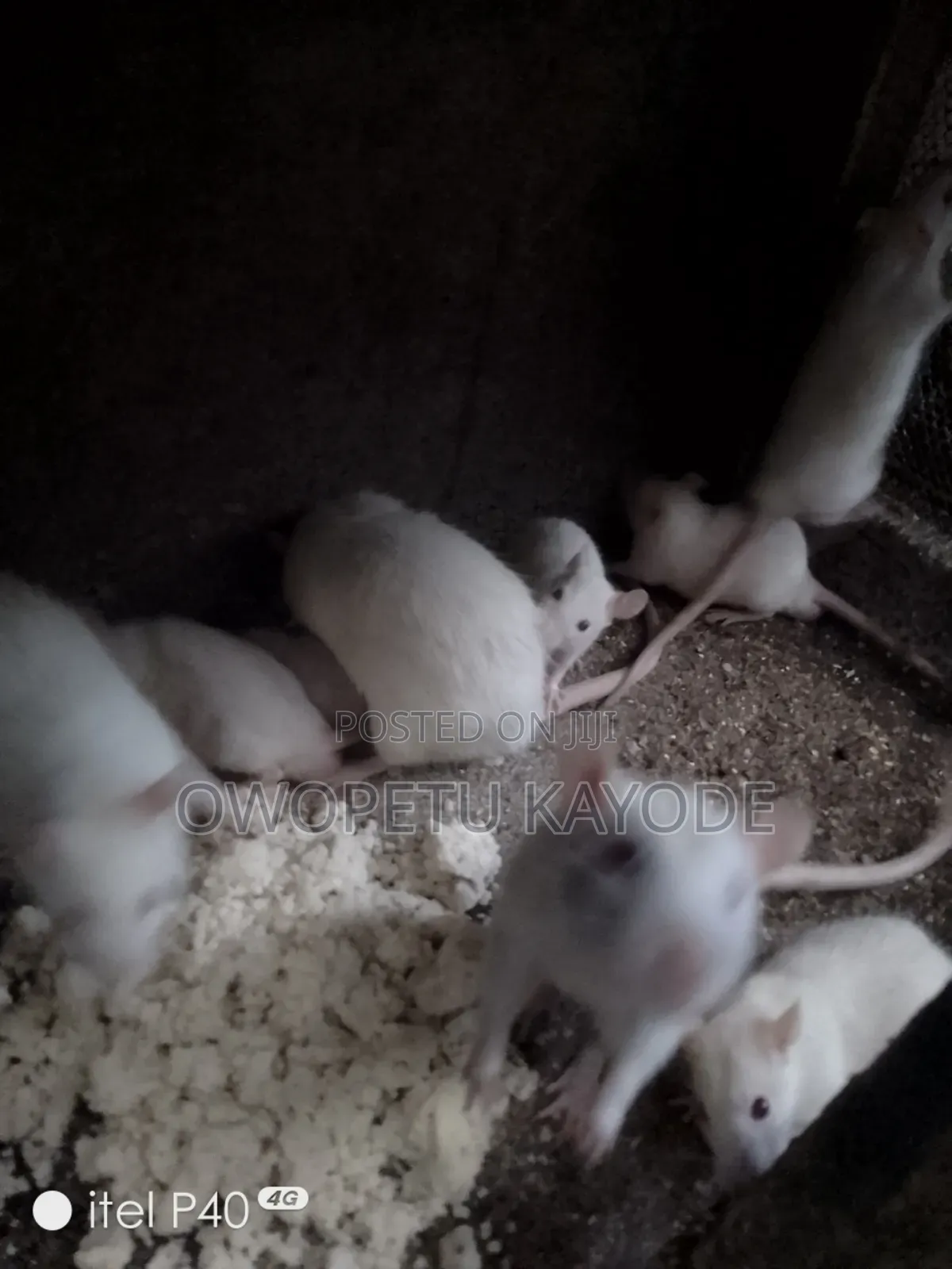 Laboratory Rats