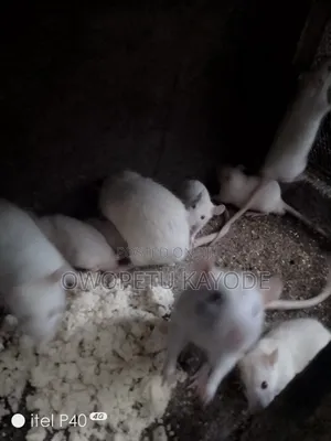 Laboratory Rats